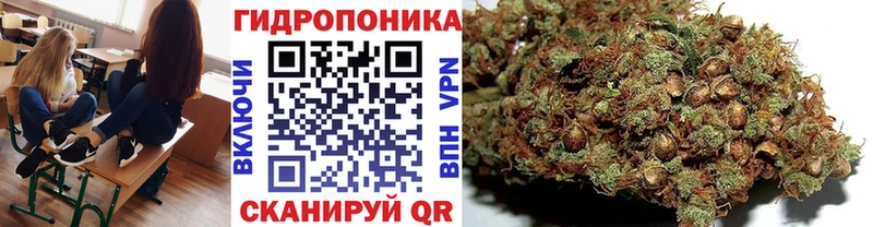 Конопля план  закладка  Новоаннинский 